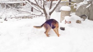 Yetişkin köpek Alman çoban köpeği kuyruğu kovalıyor. Hayvan dönüyor ve kendini ısırıyor. Köpeğin heyecanlı davranışları. Agresif ve depresif bir oyun. Davranış ve eğitim sorunları