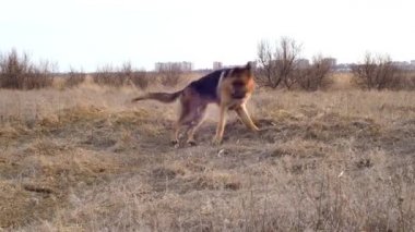 Yetişkin köpek Alman çoban köpeği yürüyüş yaparken kuyruk kovalıyor. Hayvan dönüyor ve kendini ısırıyor. Köpeğin heyecanlı davranışları. Agresif ve depresif bir oyun. Davranış ve eğitim sorunları