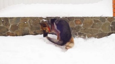 Yetişkin köpek Alman çoban köpeği kuyruğu kovalıyor. Hayvan dönüyor ve kendini ısırıyor. Köpeğin heyecanlı davranışları. Agresif ve depresif bir oyun. Davranış ve eğitim sorunları