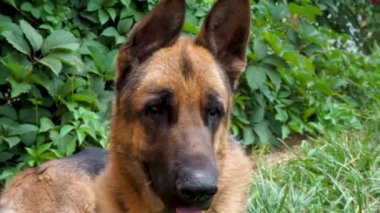 Yetişkin güzel bir köpeğin portresi. Sıcak bir yaz gününde evcil bir Alman çoban köpeği çimlerin üzerinde uzanıyor, derin derin nefes alıyor ve kameraya anlamlı bir şekilde bakıyor. Bir evcil hayvan için aşk.