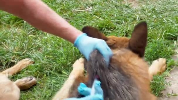 Una inyección para una mascota. Un veterinario en casa inocula a un perro pastor alemán con la vacuna. Tratamiento Con una visita domiciliaria a un animal durante una pandemia de coronavirus . — Vídeo de stock