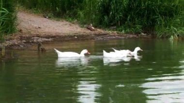 Aylesbury ya da Long Island olarak da bilinen üç büyük güzel beyaz ördek, vahşi doğada sazlıklar ile kıyıya yakın bir gölette yüzer..