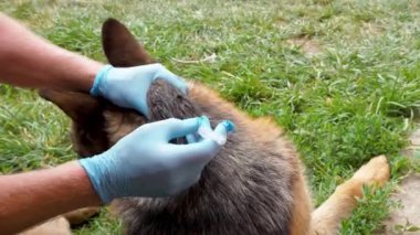 Bir sokak hayvanı için iğne. Bir veteriner, Alman çoban köpeğine aşıyı enjekte eder. Sokak köpekleri için aşı ve tedavi. Köpek acıyla mücadele eder..
