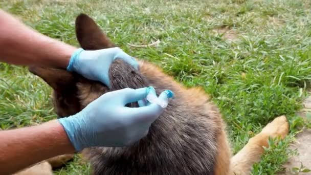 Eine Spritze für ein Straßentier. Ein Tierarzt spritzt dem Hund einen Impfstoff. Impfung und Behandlung streunender Straßenhunde. Der Hund kämpft sich aus dem Schmerz. — Stockvideo