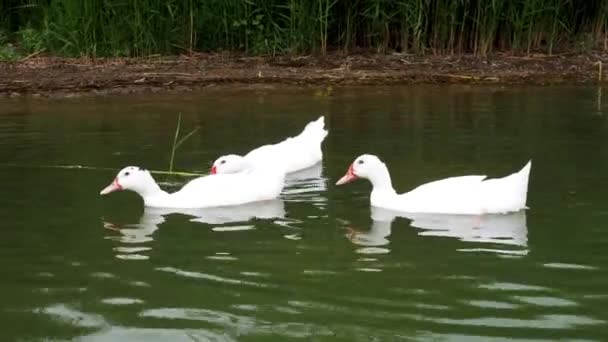 Trzy duże piękne białe kaczki-amerykański Pekin, znany również jako Aylesbury lub Long Island pływać w stawie w pobliżu brzegu z trzciny w dziczy. — Wideo stockowe