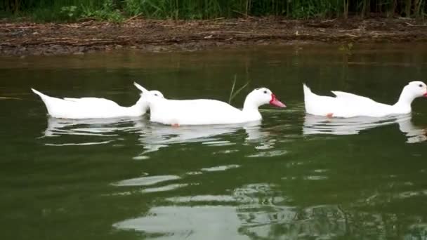 Trois grands canards blancs d'Amérique Pékin, également connu sous le nom Aylesbury ou longue île nager dans un étang près du rivage avec roseaux dans la nature. — Video