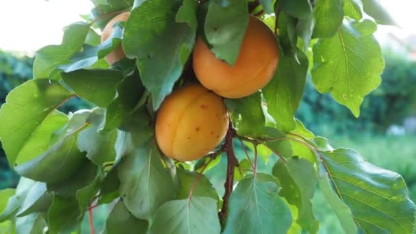 Los albaricoques grandes maduros sobre la rama del árbol se acercan. Un huerto con hojas verdes y fruta. Tiempo de cosecha. Dulces naturales y vitaminas. — Vídeos de Stock