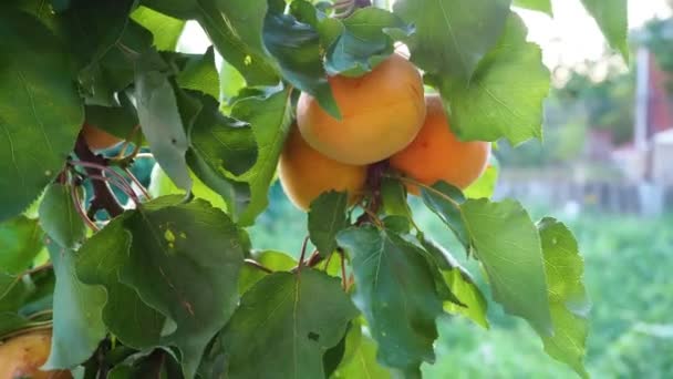 Velké zralé meruňky na zblízka větvi stromu. Orchard se zelenými listy a ovocem. Čas sklizně. Přírodní sladkosti a vitamíny. — Stock video