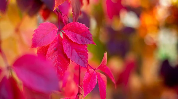 Natürliches Herbstbanner Mit Platz Für Text Schöne Rote Blätter Von — Stockfoto