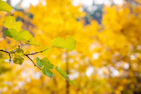 Natürlicher Herbsthintergrund mit Platz für Text. Schöne grüne Eichenblätter auf einem Hintergrund aus verschwommenem Bokeh gelber Waldbäume. Altweibersommer. Warmer Ton. Kopierraum. — Stockfoto