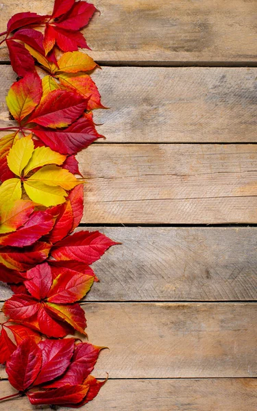 Herbstleuchtende gelb-rote Blätter auf einem hölzernen Hintergrund. Mit Kopierraum. Zusammensetzung der Blätter von Jungtrauben auf einem natürlichen Tisch aus Brettern. Ansicht von oben. Flatlay. — Stockfoto