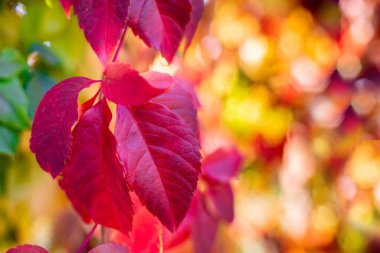 Metin için yeri olan doğal sonbahar parçaları. Renkli ağaçların buğulanmış bokeh arka planında güzel kırmızı üzüm yaprakları dokudum. Sıcak renklerde saf sarmaşık. Hint yazı. Boşluğu kopyala.