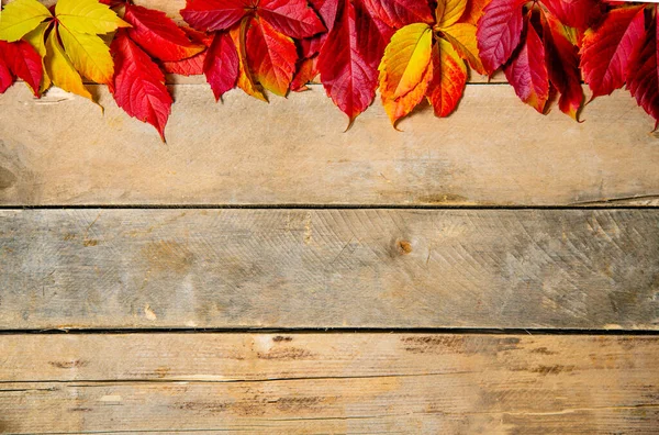 Herbstleuchtende gelb-rote Blätter auf einem hölzernen Hintergrund. Mit Kopierraum. Zusammensetzung der Blätter von Jungtrauben auf einem natürlichen Tisch aus Brettern. Ansicht von oben. Flatlay. — Stockfoto