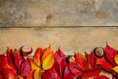 Ahşap bir arka planda sonbahar, parlak sarı-kırmızı yapraklar. Kopyalama alanı olan. Tahtadan yapılmış doğal bir masada kestane ve bakire üzümlerinden oluşan yapraklar. Üst Manzara. Düz Yatay.