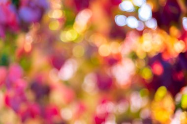 Arka plan için sonbahar doğal bokeh. Sarı, kırmızı, turuncu ve mor tonlarda özgün sonbahar arkaplanı. Uzayı kopyala Metin için boşluk.