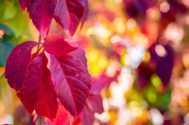 Metin için yeri olan doğal sonbahar parçaları. Renkli ağaçların buğulanmış bokeh arka planında güzel kırmızı üzüm yaprakları dokudum. Sıcak renklerde saf sarmaşık. Hint yazı. Boşluğu kopyala.