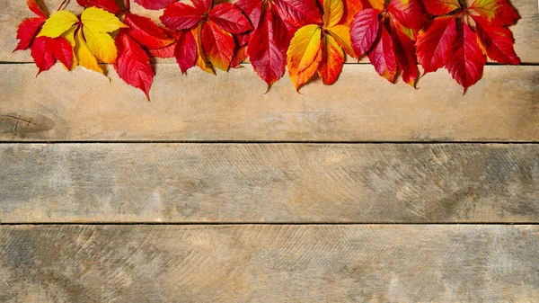 Sztandar. Jesień jasny żółto-czerwony liść na drewniany tło. Z przestrzenią do kopiowania. Kompozycja kasztanów i liści winogron panieńskich na naturalnym stole z desek. Widok góry. Płaskowyż. — Zdjęcie stockowe