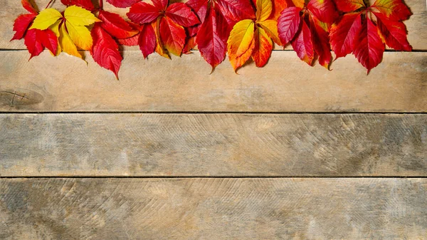 Banner. Autumn bright yellow-red leaves on a wooden background. With copy space. Composition of chestnuts and leaves of maiden grapes on a natural table made of boards. Top view. Flatlay. — Stock Photo, Image