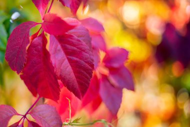 Metin için yeri olan doğal sonbahar parçaları. Renkli ağaçların buğulanmış bokeh arka planında güzel kırmızı üzüm yaprakları dokudum. Sıcak renklerde saf sarmaşık. Hint yazı. Boşluğu kopyala.