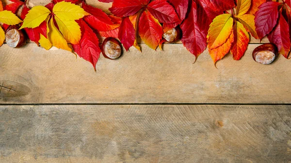 Banner. Autumn bright yellow-red leaves on a wooden background. With copy space. Composition of chestnuts and leaves of maiden grapes on a natural table made of boards. Top view. Flatlay. — Stock Photo, Image