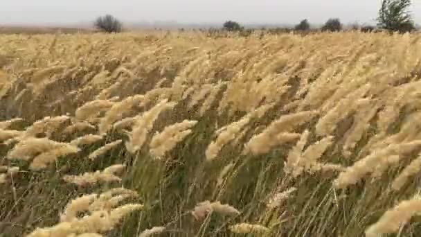 Trzcina Trzepocze Silnym Wietrze Stepowy Trawa Jesienny Zachmurzony Pole Zginam — Wideo stockowe