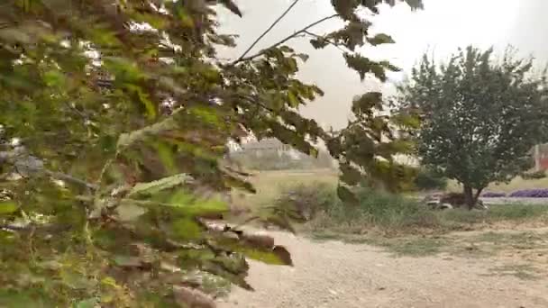 Árbol Está Revoloteando Con Fuerte Viento Tormenta Polvo Mal Tiempo — Vídeos de Stock