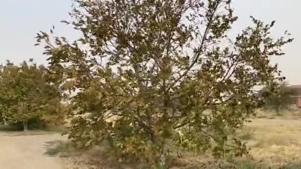 Árbol Está Revoloteando Con Fuerte Viento Tormenta Polvo Mal Tiempo — Vídeo de stock