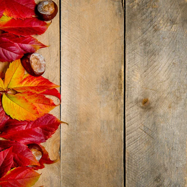 Herbstleuchtende gelb-rote Blätter auf einem hölzernen Hintergrund. Mit Kopierraum. Zusammensetzung aus Kastanien und Blättern von Jungtrauben auf einem natürlichen Tisch aus Brettern. Ansicht von oben. Flatlay. — Stockfoto