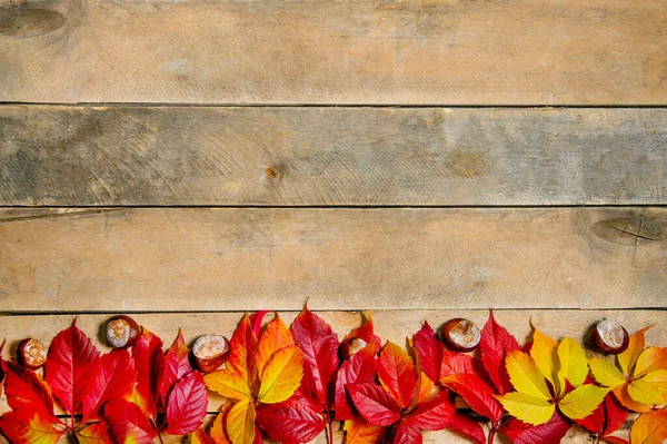 Herbstleuchtende gelb-rote Blätter auf einem hölzernen Hintergrund. Mit Kopierraum. Zusammensetzung aus Kastanien und Blättern von Jungtrauben auf einem natürlichen Tisch aus Brettern. Ansicht von oben. Flatlay. — Stockfoto