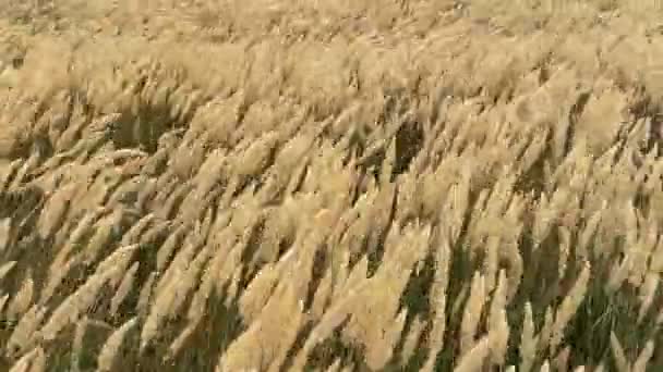 Las cañas revolotean en el fuerte viento. Hierbas estepas en un campo nublado de otoño doblan bajo un huracán. mal tiempo. El viento de tormenta en la región de Rostov de Volgodonsk, Rusia. Copiar espacio. — Vídeo de stock