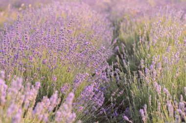 Lavanta çiçek çiçeklenme. Mor çiçek alan.