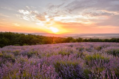 Lavanta çiçek çiçeklenme. Mor çiçek alan.