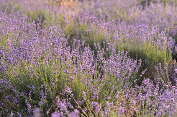 Flores Lavanda Floreciendo Campo Púrpura Flores — Foto de Stock