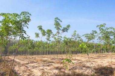 Açık mavi gökyüzü plantasyonda kauçuk