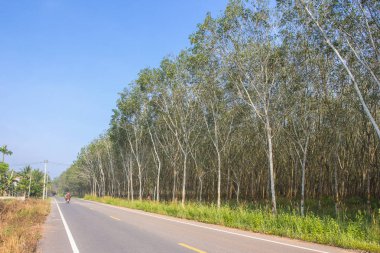 Açık mavi gökyüzü plantasyonda kauçuk