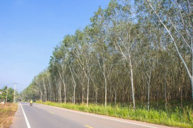 Açık mavi gökyüzü plantasyonda kauçuk