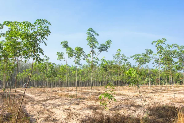 Plantação Borracha Céu Claramente Azul — Fotografia de Stock