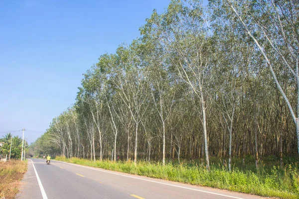 Açık mavi gökyüzü plantasyonda kauçuk