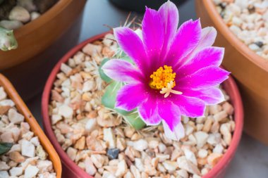 Mammillaria Schumannii pembe bir çiçek vardır.