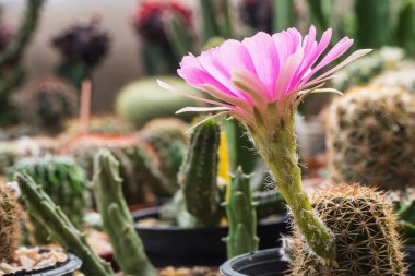 Pembe çiçek kaktüs, Lobivia