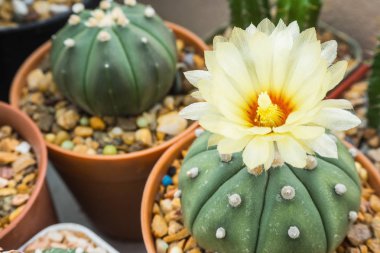 Çiçekli Astrophytum Asterias