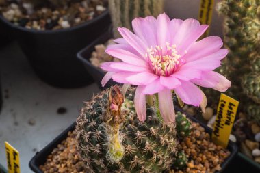 Pembe çiçek kaktüs, Lobivia