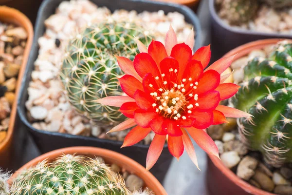 Lobivia Catus heeft een rode bloem. het is een selectieve focus. — Stockfoto