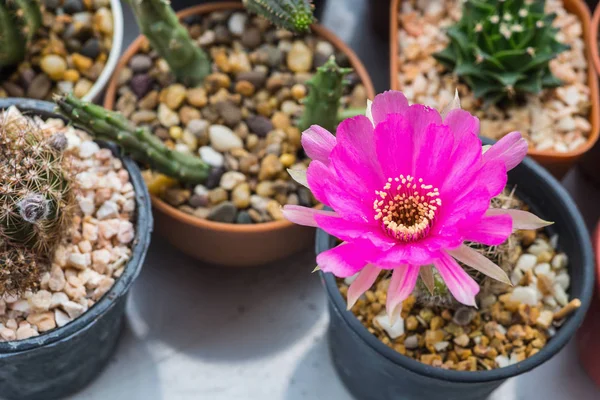 Cactus di fiori rosa, Lobivia — Foto Stock