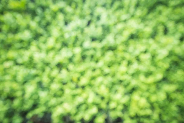 Abstrakt naturlig grön oskärpa bakgrund — Stockfoto