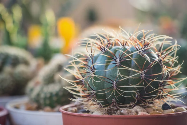 Matucana aureiflora cactus in de pot — Stockfoto