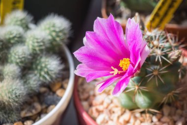 Pembe çiçekli Mammillaria schumannii
