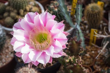 Echinopsis kaktüs