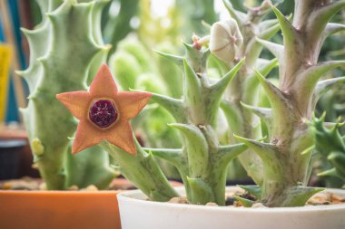 Orbea sprengeri ssp. Foetida sulu bitkilerdir. 