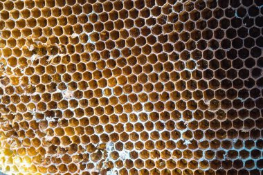 Terk edilmiş arı kovanını kapat